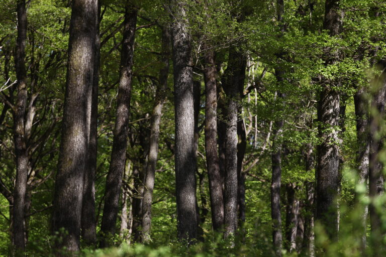 Forêt 1 (50)